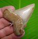Xl Angustidens Shark Tooth Necklace 2 & 3/4 In. Real Fossil Megalodon Era