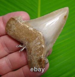 XL ANGUSTIDENS Shark Tooth Necklace 2 & 3/4 in. REAL FOSSIL MEGALODON ERA