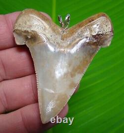 XL ANGUSTIDENS Shark Tooth Necklace 2 & 3/4 in. REAL FOSSIL MEGALODON ERA