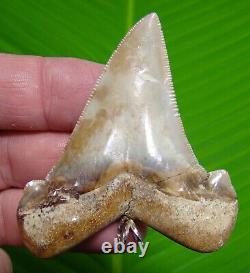 XL ANGUSTIDENS Shark Tooth Necklace 2 & 3/4 in. REAL FOSSIL MEGALODON ERA