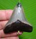 Xl -megalodon Shark Tooth Necklace 2 & 7/16 In. Gold Pyrite & Turquoise Real