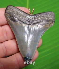 XL -MEGALODON Shark Tooth Necklace 2 & 7/16 in. GOLD PYRITE & TURQUOISE REAL