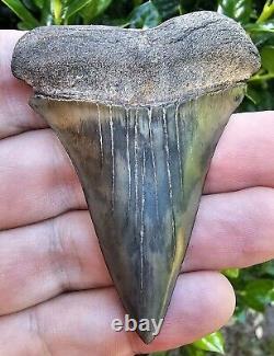 XXL 2 13/16 Georgia Hastalis Shark Tooth Fossil Not Megalodon