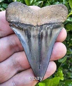 XXL 2 13/16 Georgia Hastalis Shark Tooth Fossil Not Megalodon