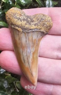 XXL 2.2 Firezone Planus Shark Tooth Fossil Not Megalodon Bakersfield