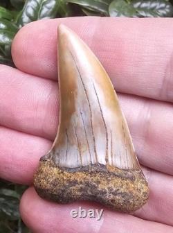 XXL 2.2 Firezone Planus Shark Tooth Fossil Not Megalodon Bakersfield