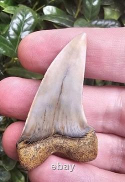 XXL 2.2 Firezone Planus Shark Tooth Fossil Not Megalodon Bakersfield