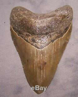 XXL 4 7/8 Megalodon Tooth Extinct Jaw Fossil Meg Shark Teeth Diver Megladon