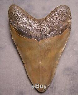 XXL 4 7/8 Megalodon Tooth Extinct Jaw Fossil Meg Shark Teeth Diver Megladon