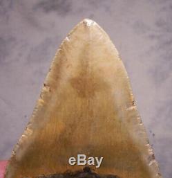 XXL 4 7/8 Megalodon Tooth Extinct Jaw Fossil Meg Shark Teeth Diver Megladon
