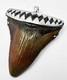 X-large Megalodon Shark Tooth Pendant Megalodon Tooth 2.22 Inches W Silver Cap