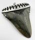 X-large Megalodon Shark Tooth Pendant Megalodon Tooth 2+ Inches W Silver Cap
