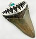 X-large Megalodon Shark Tooth Pendant Megalodon Tooth With Sterling Silver Cap