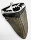 X-large Megalodon Shark Tooth Pendant Megalodon Tooth With Sterling Silver Cap