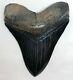Xtra Rare Jet Black Megalodon Fossil Shark Tooth, Best Truly Black Tooth On Ebay