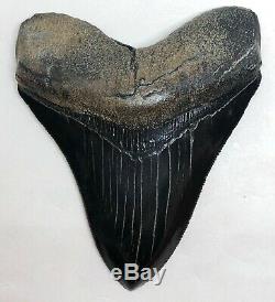 Xtra Rare JET BLACK Megalodon Fossil Shark Tooth, Best Truly Black Tooth On Ebay