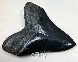 Xtra Rare JET BLACK Megalodon Fossil Shark Tooth, Best Truly Black Tooth On Ebay