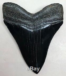 Xtra Rare JET BLACK Megalodon Fossil Shark Tooth, Best Truly Black Tooth On Ebay