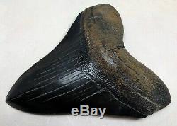 Xtra Rare JET BLACK Megalodon Fossil Shark Tooth, Best Truly Black Tooth On Ebay
