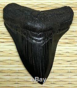 Xtra Rare JET BLACK Megalodon Fossil Shark Tooth, Patho Twisted And Thick Blade