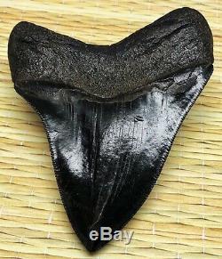 Xtra Rare JET BLACK Megalodon Fossil Shark Tooth, Patho Twisted And Thick Blade