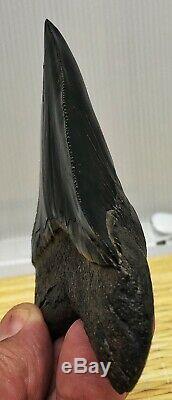 Xtra Rare JET BLACK Megalodon Fossil Shark Tooth, Patho Twisted And Thick Blade