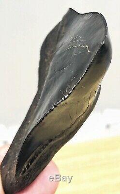 Xtra Rare JET BLACK Megalodon Fossil Shark Tooth, Patho Twisted And Thick Blade