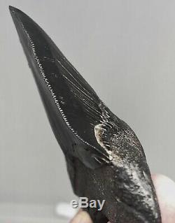 Xtra Rare JET BLACK Megalodon Fossil Shark Tooth, Patho Twisted And Thick Blade