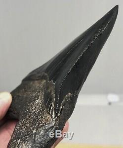 Xtra Rare JET BLACK Megalodon Fossil Shark Tooth, Patho Twisted And Thick Blade