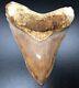 Zero Hydration Cracks 5.45 Indonesian Megalodon Fossil Shark Teeth, Real Tooth