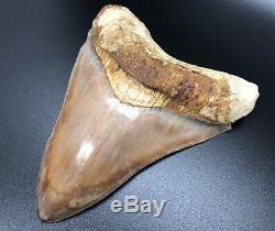 Zero Hydration Cracks 5.45 Indonesian MEGALODON Fossil Shark Teeth, REAL tooth