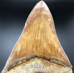 Zero Hydration Cracks 5.45 Indonesian MEGALODON Fossil Shark Teeth, REAL tooth
