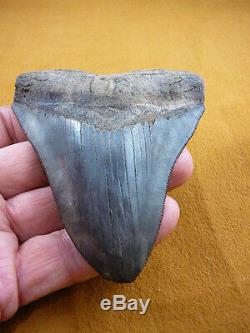 (s280-212) 4-1/4 Fossil MEGALODON Shark Tooth Teeth JEWELRY I love sharks Big