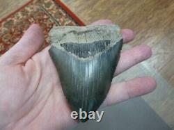 (s280-231) 4-3/8 Fossil MEGALODON Shark Tooth Teeth JEWELRY I love sharks Big