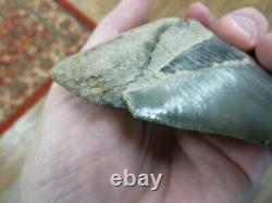 (s280-231) 4-3/8 Fossil MEGALODON Shark Tooth Teeth JEWELRY I love sharks Big