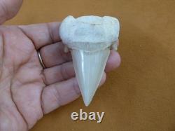 (s308-1) 3 Fossil Otodus obliquus Shark Tooth teeth sharks early Megalodon