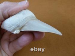 (s308-1) 3 Fossil Otodus obliquus Shark Tooth teeth sharks early Megalodon