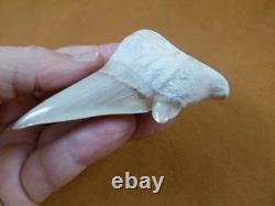 (s308-1) 3 Fossil Otodus obliquus Shark Tooth teeth sharks early Megalodon