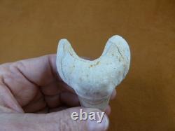 (s308-1) 3 Fossil Otodus obliquus Shark Tooth teeth sharks early Megalodon