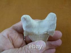 (s308-1) 3 Fossil Otodus obliquus Shark Tooth teeth sharks early Megalodon