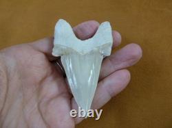 (s308-1) 3 Fossil Otodus obliquus Shark Tooth teeth sharks early Megalodon